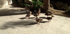 Six of the seven on my patio