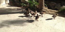 All seven ducklings, warming their toes in the sun
