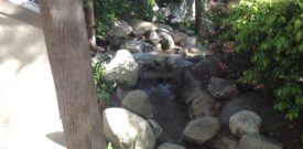 Ducklings and momma playing in the waterfall
