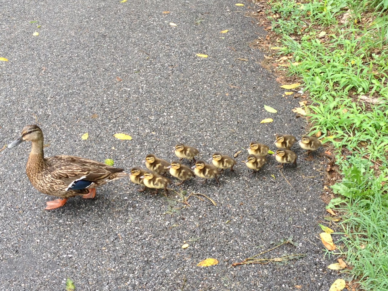 Ducks Follow