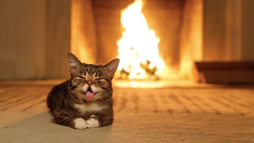 One hour of a cat purring in front of a fire