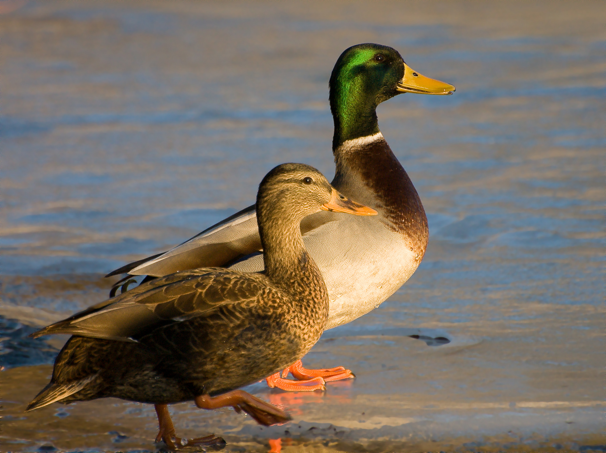 Dat Duck